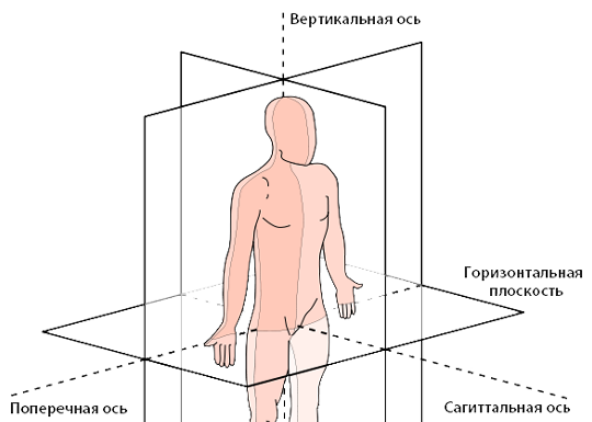 Вертикальная ось человека рисунок. Поперечная ось тазобедренного сустава. Фронтальная ось тазобедренного сустава. Оси и плоскости. Сагиттальная плоскость.